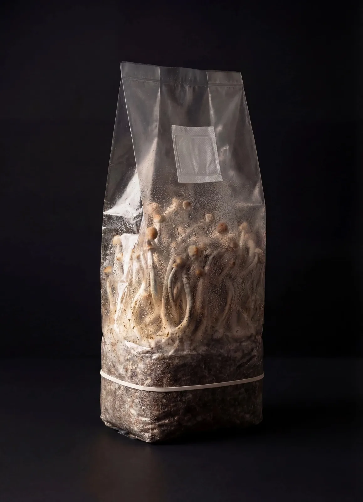 Psilocybe Cubensis growkit product photo